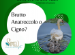 EVENTO ANATROCCOLO O CIGNO